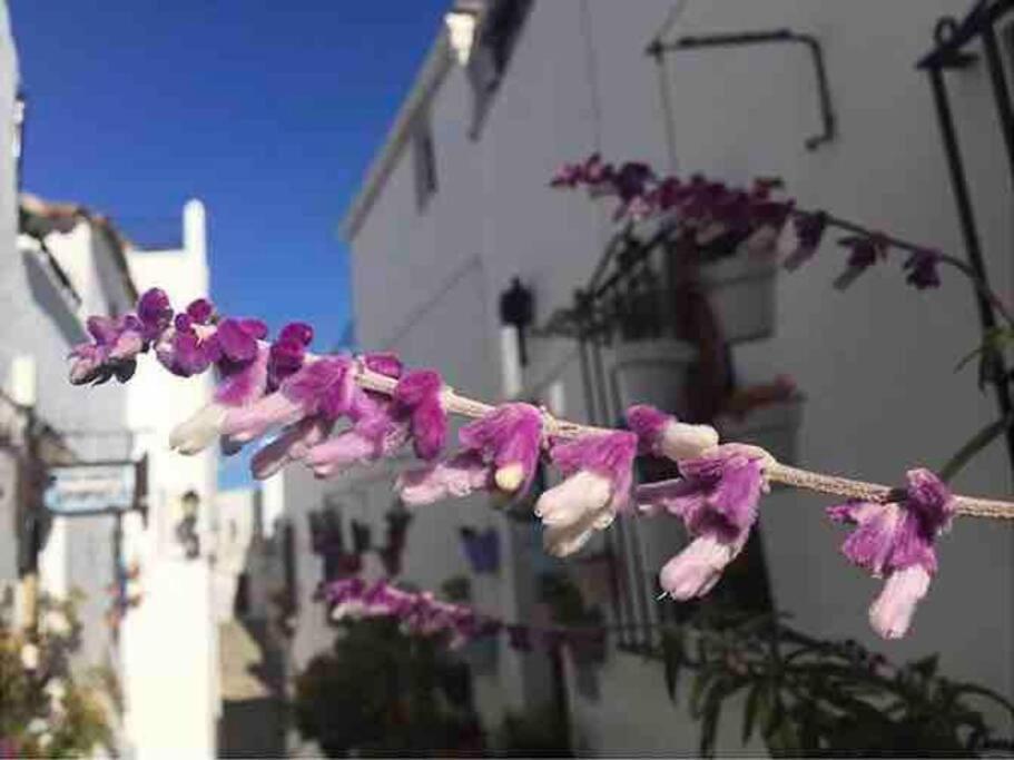 Willa Casa Arena Y Sal En Pleno Casco Antiguo De Vejer Vejer de la Frontera Zewnętrze zdjęcie